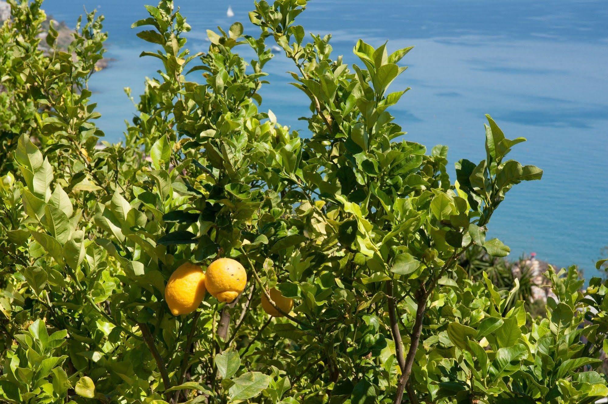 Le Terrazze Appartamenti Vacanze Sanremo Ngoại thất bức ảnh